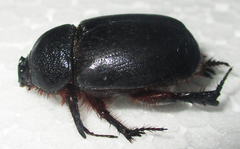 Temnorhynchus