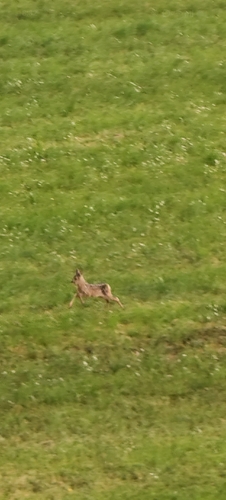 Western Roe Deer