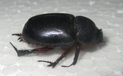 Temnorhynchus