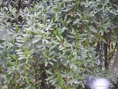 Berberis bergmanniae