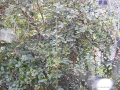 Berberis bergmanniae