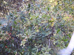 Berberis bergmanniae