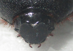 Temnorhynchus