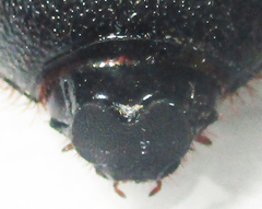 Temnorhynchus