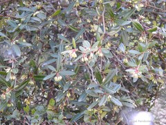 Berberis bergmanniae