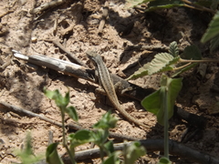 Sceloporus jalapae