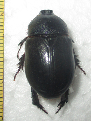 Temnorhynchus