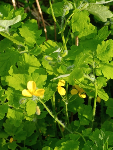 Greater celandine