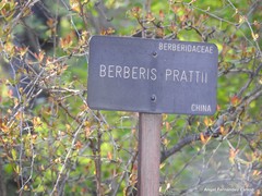 Berberis aggregata prattii