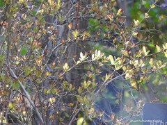Berberis aggregata prattii
