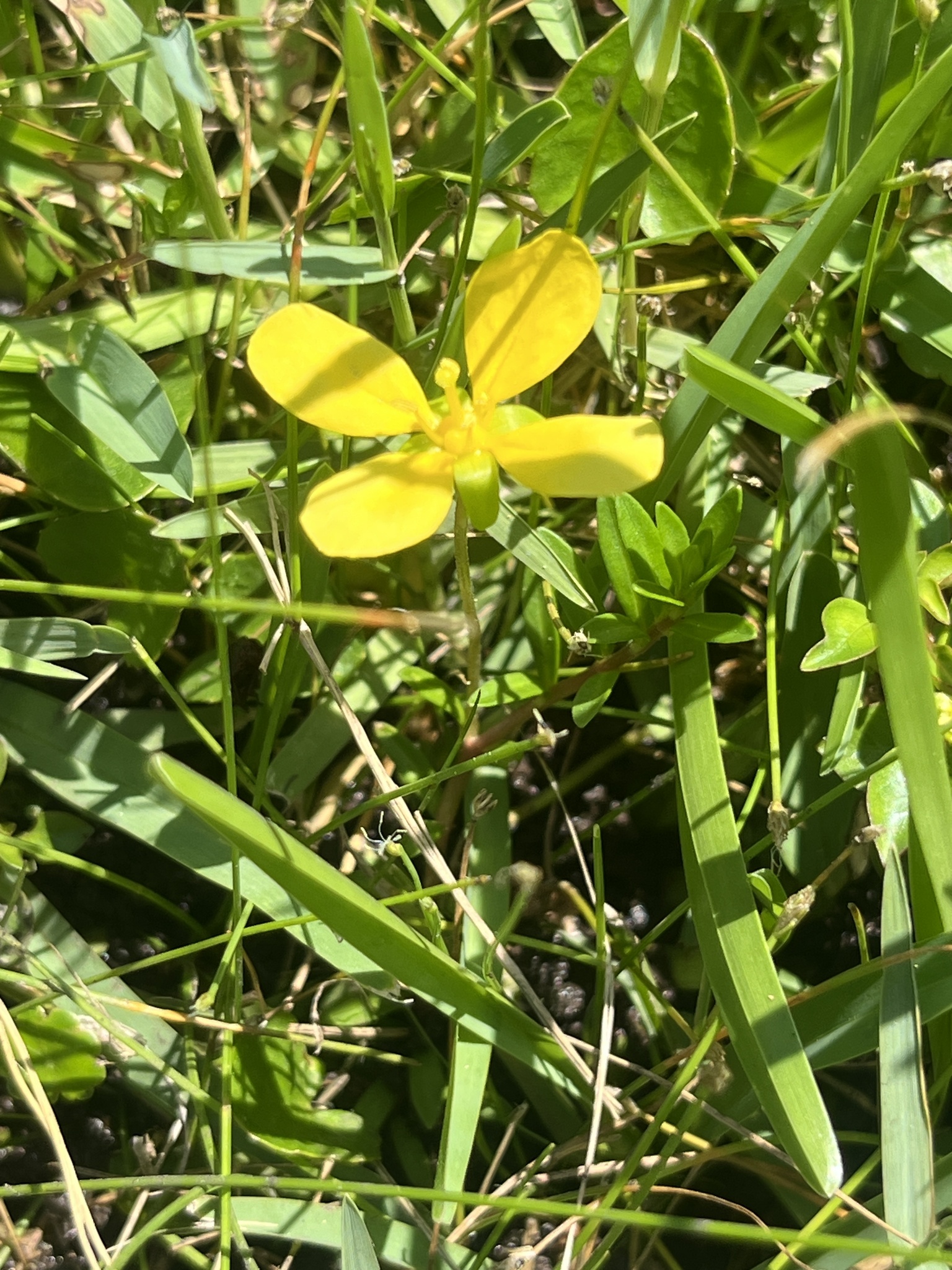 Imagem de Ludwigia arcuata