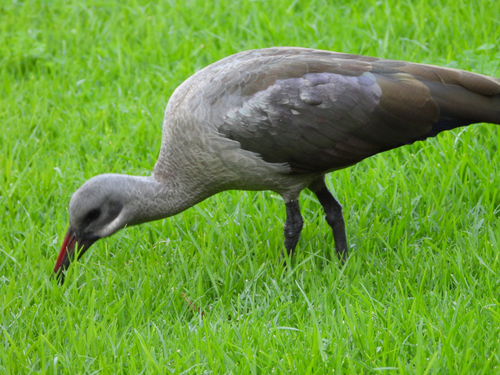 iNaturalist: (c) estellerose, some rights reserved (CC BY-NC) iNaturalist image