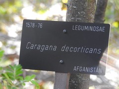 Caragana decorticans