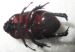 Temnorhynchus