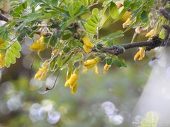 Caragana decorticans