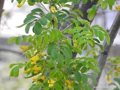 Caragana decorticans