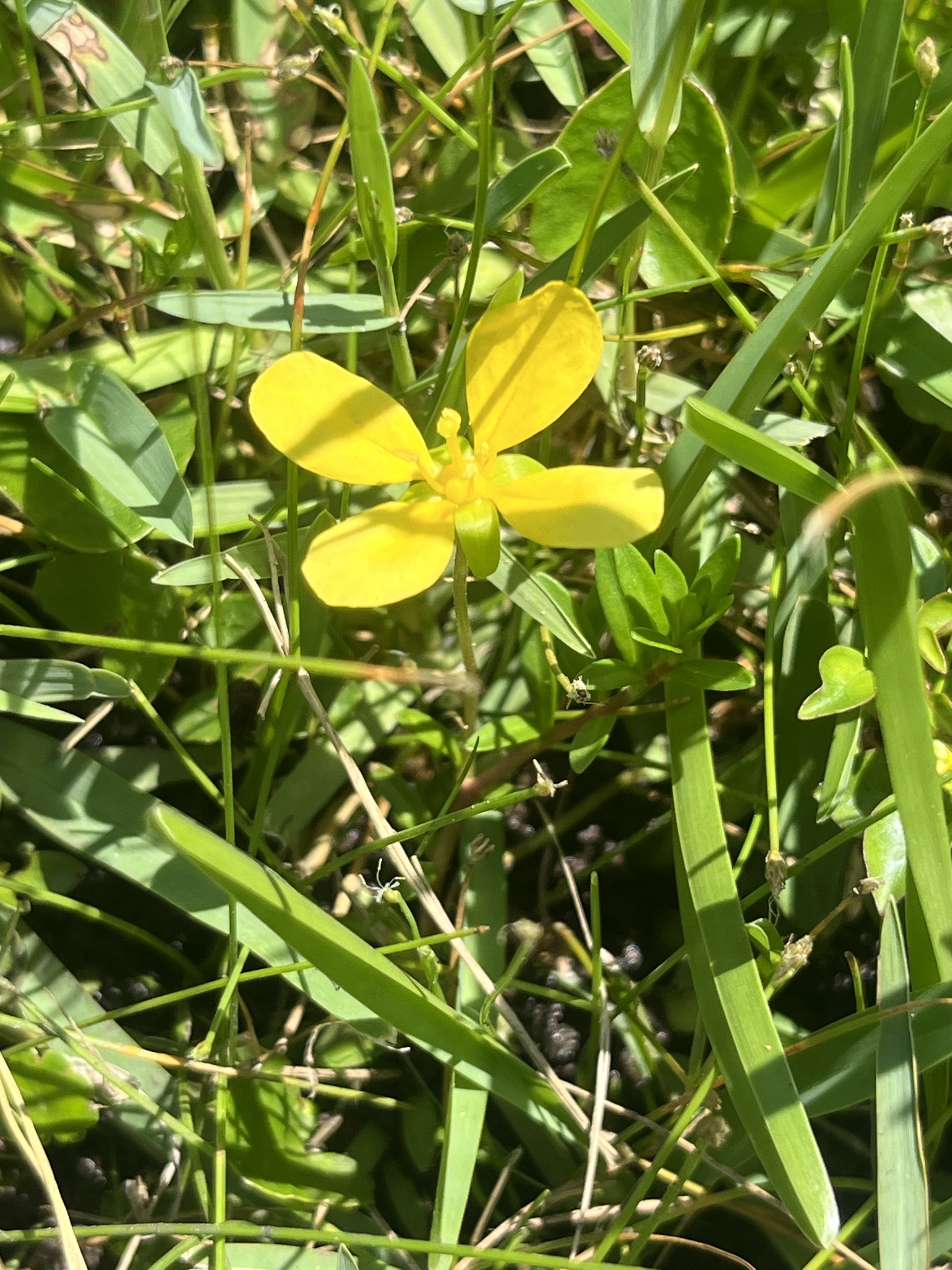 Imagem de Ludwigia arcuata