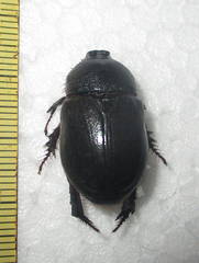 Temnorhynchus