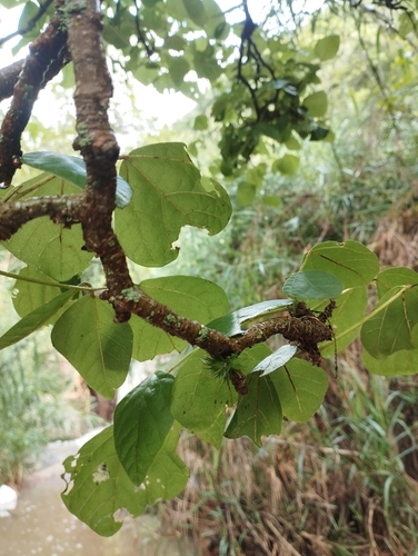 Red Bean Tree