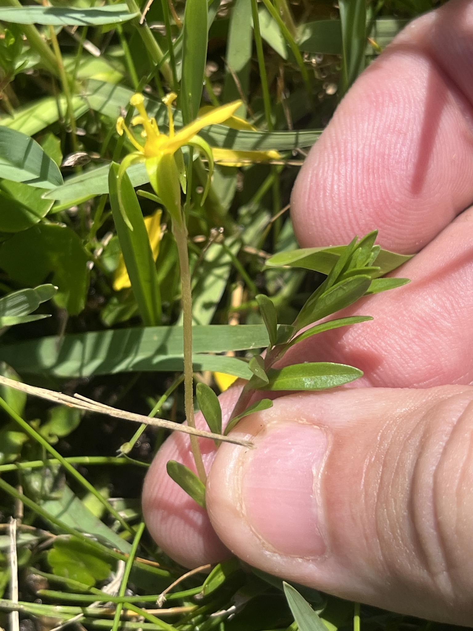 Imagem de Ludwigia arcuata