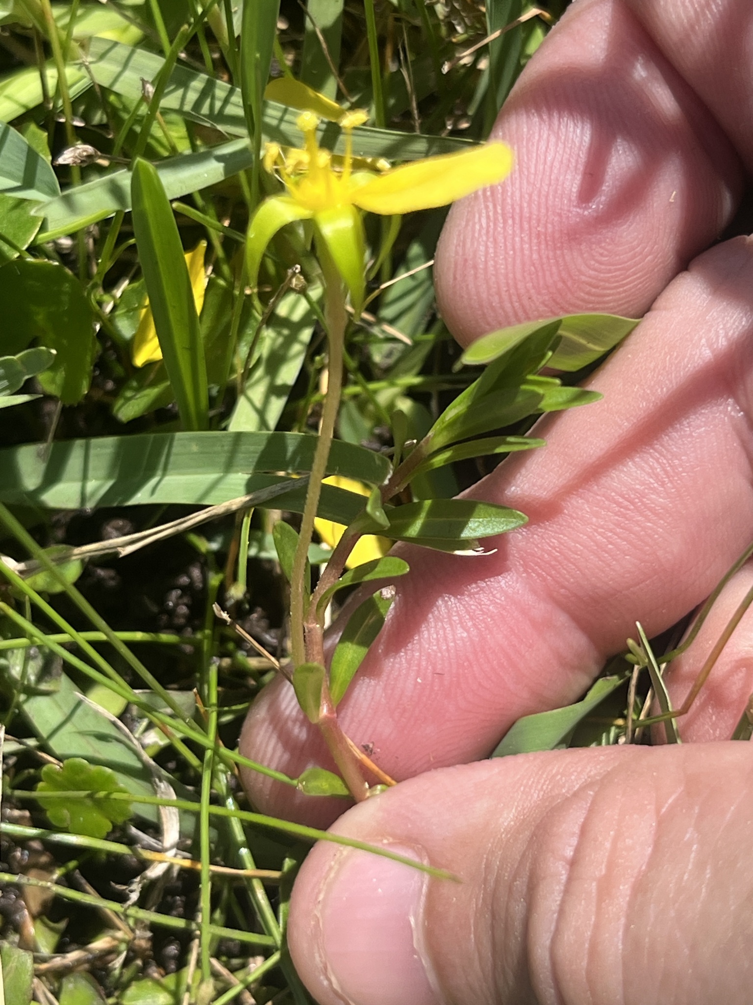 Imagem de Ludwigia arcuata