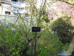 Prunus triloba