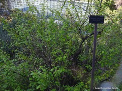 Prunus triloba
