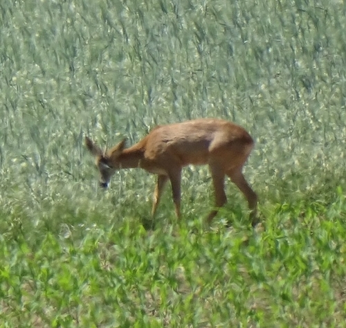 Western Roe Deer