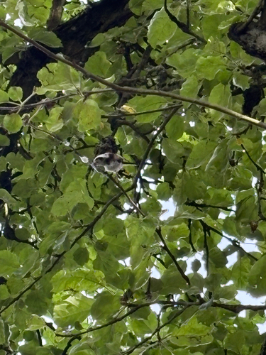 Long-tailed Tit
