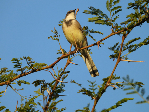 iNaturalist image