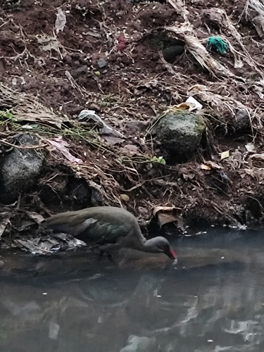 iNaturalist image