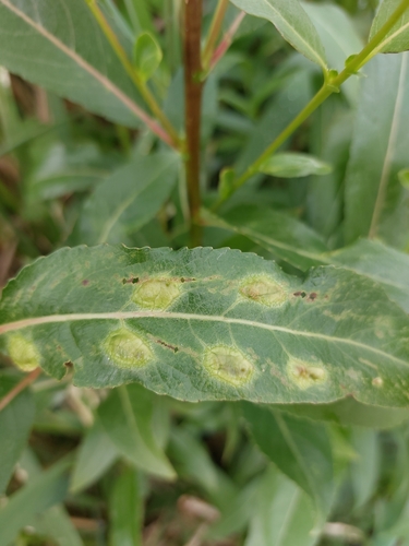 Willow Redgall Sawfly