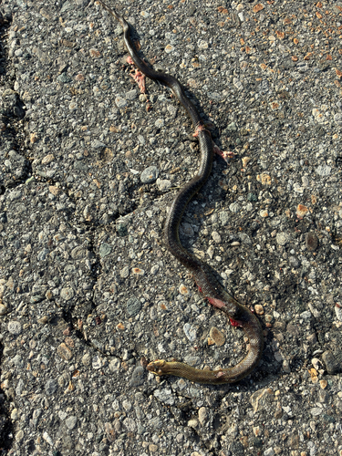 Aesculapian Snake
