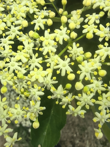 European black elderberry