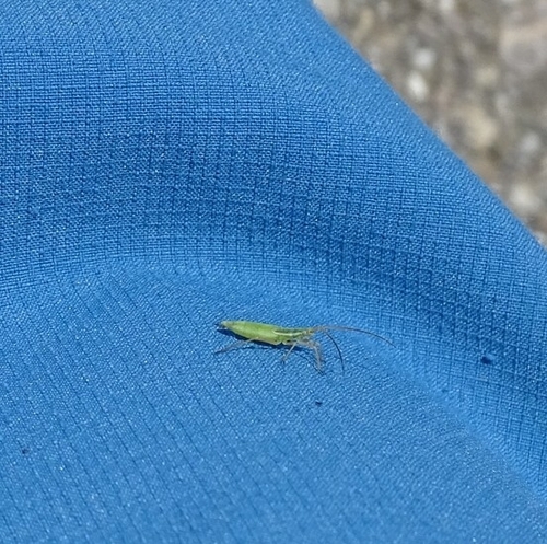 Megaloceroea recticornis