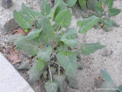 Salvia taraxacifolia