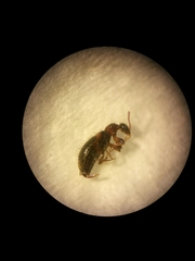 Hirticomus hispidus