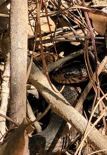 Banded Watersnake