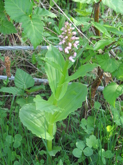 Galearis camtschatica