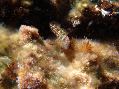 Caneva's Blenny, Var, Provence-Alpes-Côte d'Azur, FR, photo 6 of 10