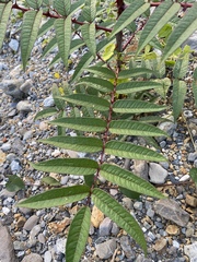 Zanthoxylum ailanthoides ailanthoides