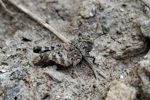 Blue-winged Grasshopper