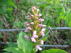 Galearis camtschatica