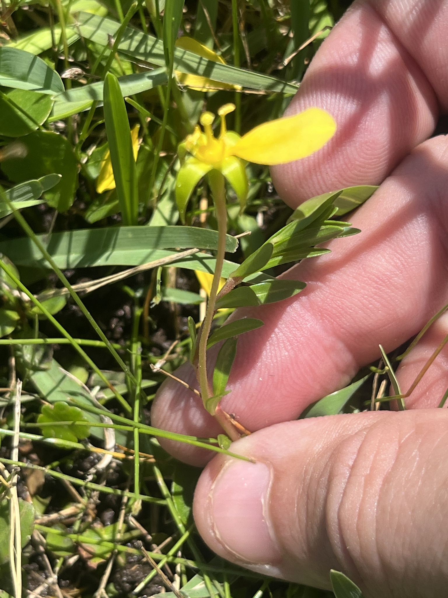 Imagem de Ludwigia arcuata