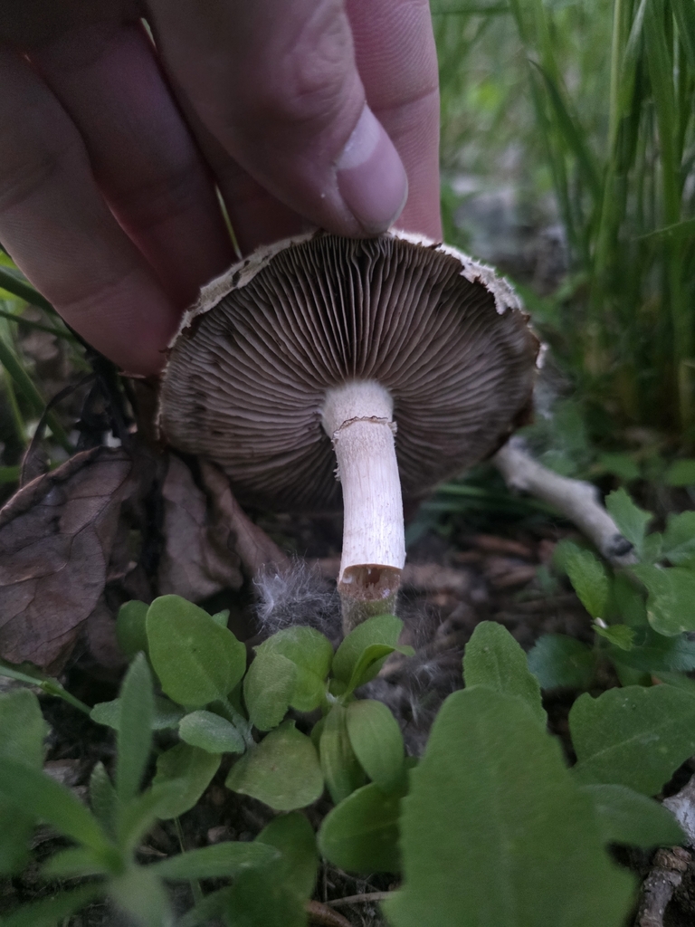 Spring Fieldcap · May 2026 · photo: Photo: no rights reserved · iNaturalist