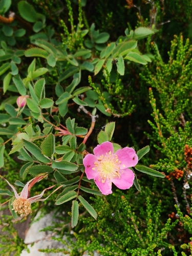 Alpine Rose