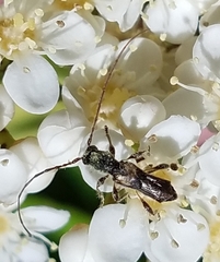 Molorchus bimaculatus