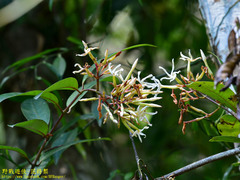 Anodendron benthamiana