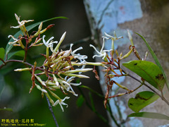 Anodendron benthamiana