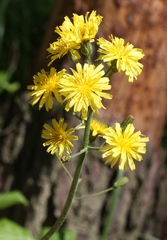 Crepis praemorsa
